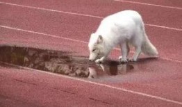 一只狐狸爆料视频,视频背后的惊人真相